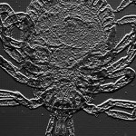 differentialcontrastmicroscopy-darkfield