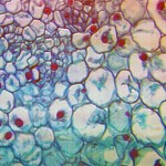 magnification10x